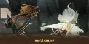 Cách Chơi Đá Gà WS168 Tại BuBet: Hướng Dẫn Chi Tiết
